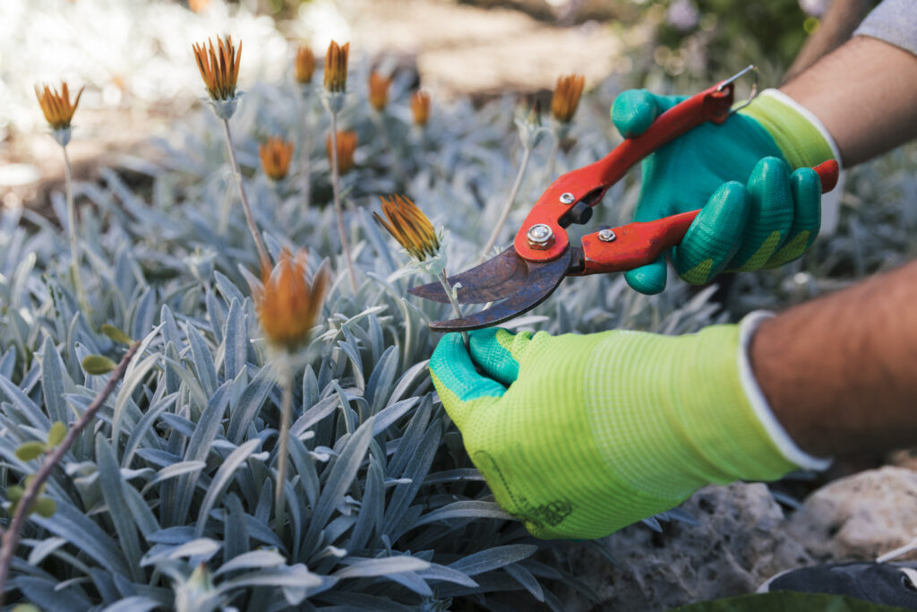 close-up-male-gardener-s-hand-pruning-flowers